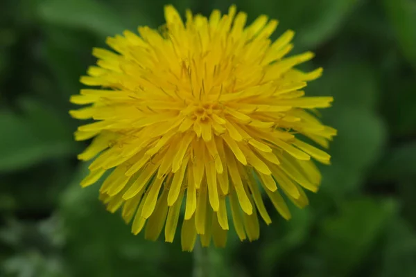 Żółty Kolor Kwiat Mniszka Lekarskiego Ogrodzie — Zdjęcie stockowe