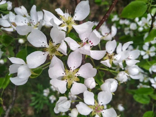 Witte Appelbloesem Tuin Een Groene Achtergrond — Stockfoto