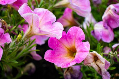 Bahçedeki parkta güzel pembe çiçekler