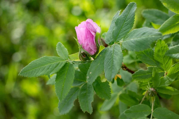 Belles Fleurs Roses Dans Parc Sur Pelouse — Photo