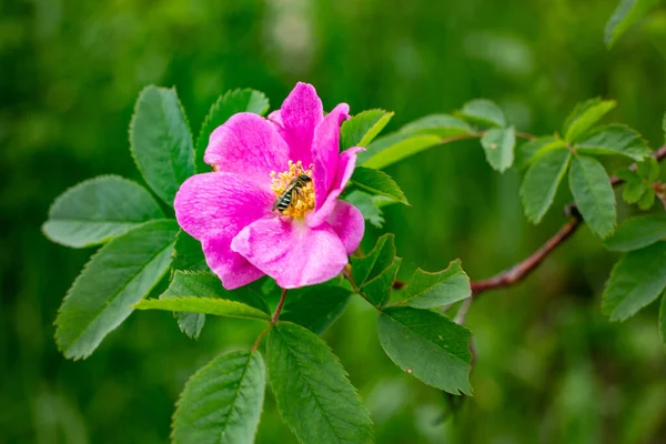 Hermosas Flores Rosadas Parque Césped —  Fotos de Stock