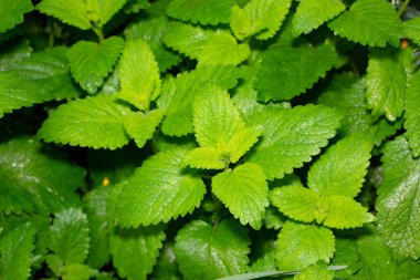 Baharda bahçede yeşil çimenler