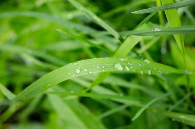 Sabah çiğ taneleri çimlerin üzerinde