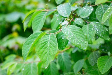 Parkta baharın yeşil yaprakları