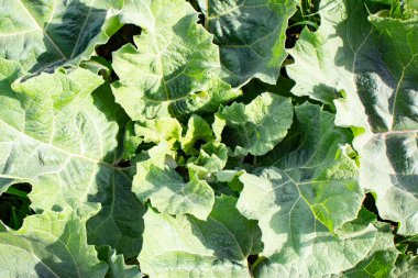 Büyük yeşil dulavrat otu ve yeşil çimen