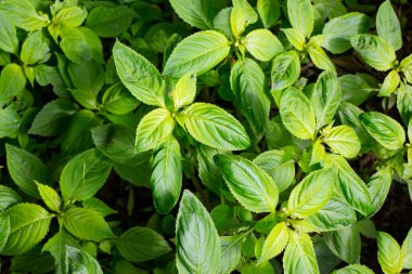 Parkta baharın yeşil yaprakları