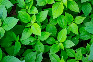 Parkta baharın yeşil yaprakları