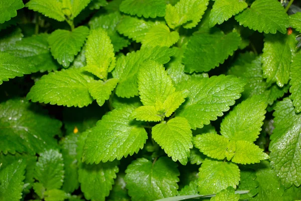 Baharda bahçede yeşil çimenler