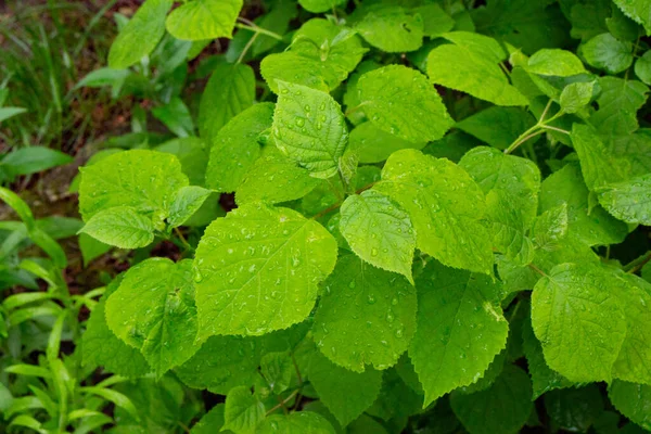 庭の春の緑の草 — ストック写真