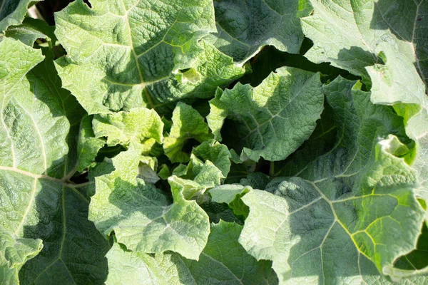 Large Green Burdock Green Grass — Stock Photo, Image