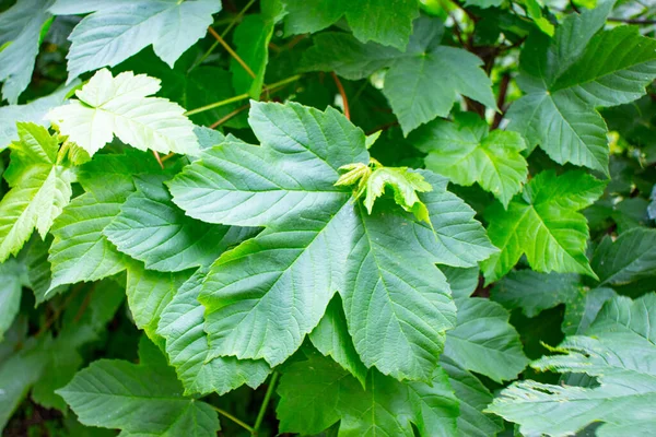 Parkta baharın yeşil yaprakları