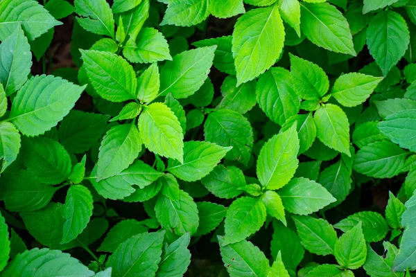 Parkta baharın yeşil yaprakları