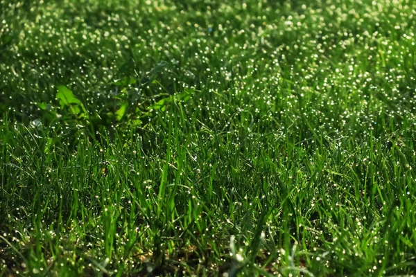 Rosée Matin Soleil Sur Herbe Matin — Photo