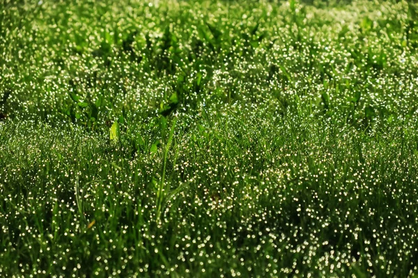 朝の草の上の太陽の下での朝露 — ストック写真