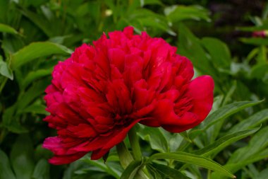 Bahar bahçesinde güzel kırmızı şakayıklar