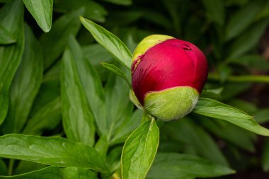 Bahar bahçesinde güzel kırmızı şakayıklar