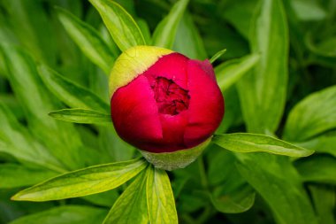 Bahar bahçesinde güzel kırmızı şakayıklar