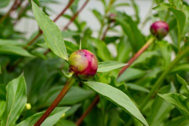 Bahar bahçesinde güzel kırmızı şakayıklar