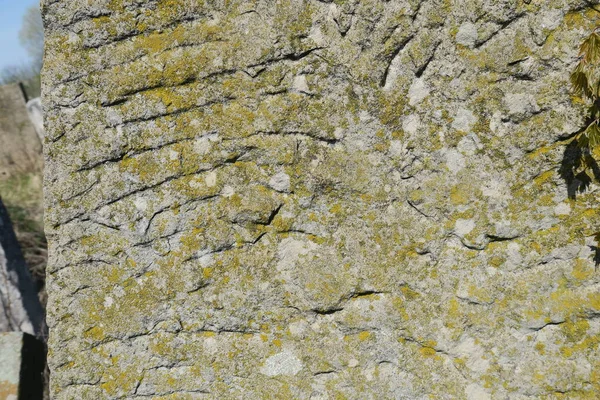 Textura Starého Nažloutlého Pískovce — Stock fotografie