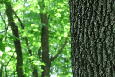 Ormandaki bir ağacın taç ve kabuğu ve yeşil yapraklar.