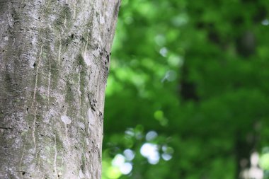 Ormandaki bir ağacın taç ve kabuğu ve yeşil yapraklar.