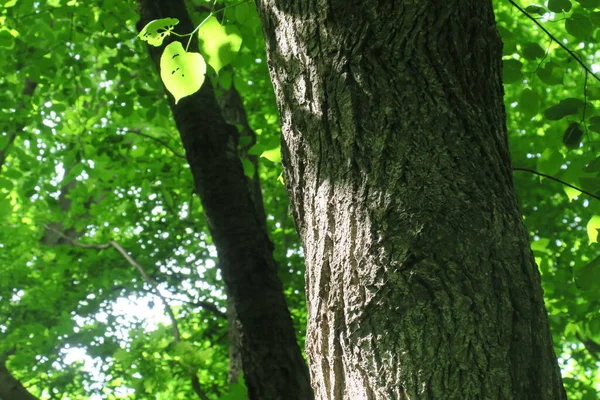 Couronne Écorce Arbre Dans Forêt Feuilles Vertes — Photo