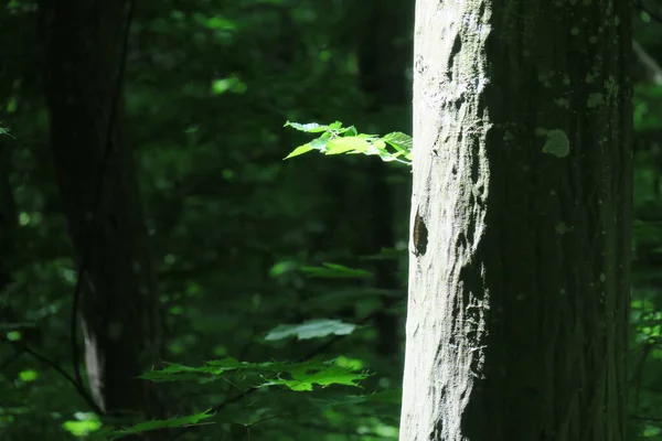 Coroa Casca Uma Árvore Floresta Folhas Verdes — Fotografia de Stock