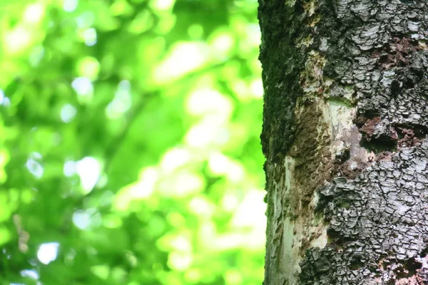 Couronne Écorce Arbre Dans Forêt Feuilles Vertes — Photo