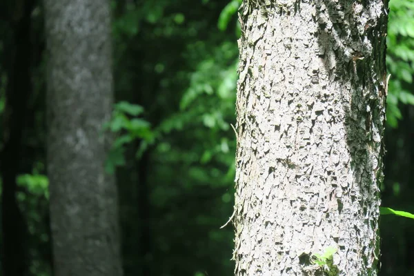 Couronne Écorce Arbre Dans Forêt Feuilles Vertes — Photo