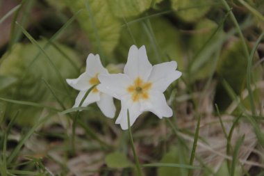 Güzel yaz çiçekleri doğada çiçek açar