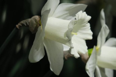 Güzel yaz çiçekleri doğada çiçek açar