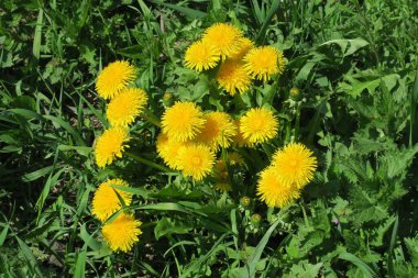 Güzel yaz çiçekleri doğada çiçek açar