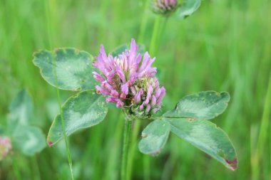 Güzel yaz çiçekleri doğada çiçek açar