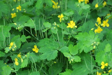 Güzel yaz çiçekleri doğada çiçek açar