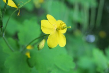 Güzel yaz çiçekleri doğada çiçek açar