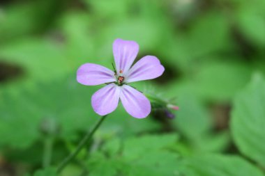 Güzel yaz çiçekleri doğada çiçek açar
