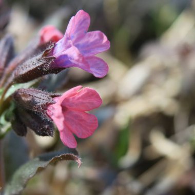 Güzel yaz çiçekleri doğada çiçek açar