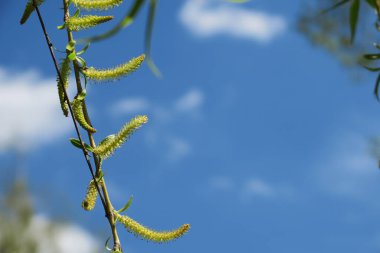 Mavi gökyüzü ve gri bulutlar güzel havada ormandaki ağaçların arka planında