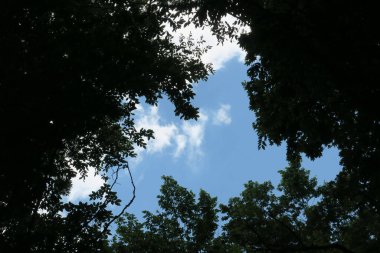 Mavi gökyüzü ve gri bulutlar güzel havada ormandaki ağaçların arka planında