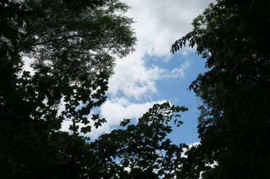 Mavi gökyüzü ve gri bulutlar güzel havada ormandaki ağaçların arka planında