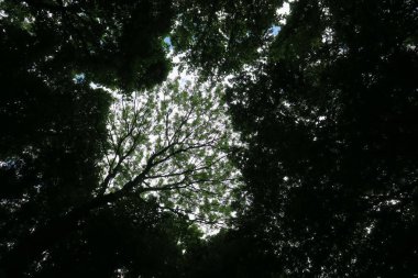 Mavi gökyüzü ve gri bulutlar güzel havada ormandaki ağaçların arka planında