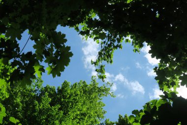 Mavi gökyüzü ve gri bulutlar güzel havada ormandaki ağaçların arka planında