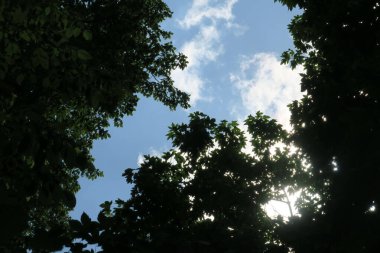 Mavi gökyüzü ve gri bulutlar güzel havada ormandaki ağaçların arka planında