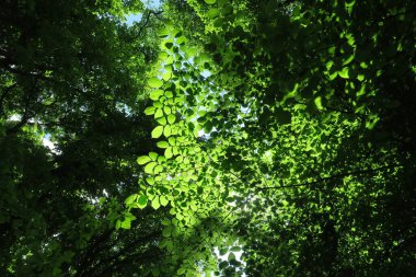 Mavi gökyüzü ve gri bulutlar güzel havada ormandaki ağaçların arka planında