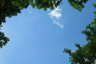 Mavi gökyüzü ve gri bulutlar güzel havada ormandaki ağaçların arka planında