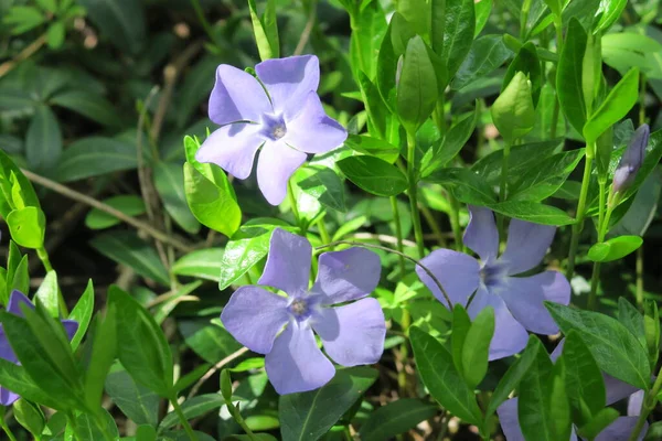 Beautiful Summer Flower Blossom Nature — Stock Photo, Image