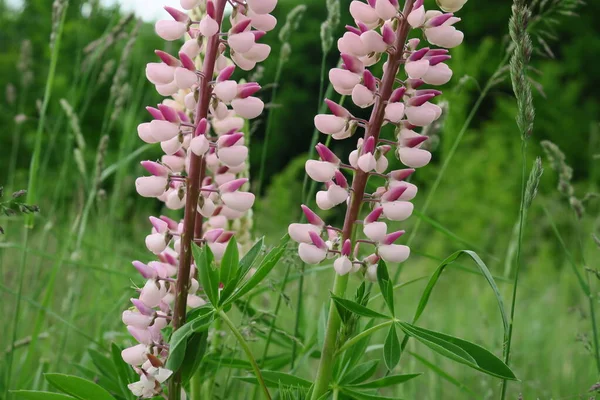 Schöne Sommerblumen Blühen Der Natur — Stockfoto