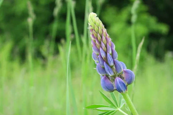 Hermosa Flor Verano Naturaleza — Foto de Stock