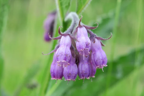 自然の中で美しい夏の花々 — ストック写真