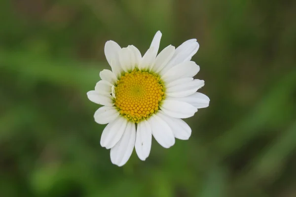 自然の中で美しい夏の花々 — ストック写真